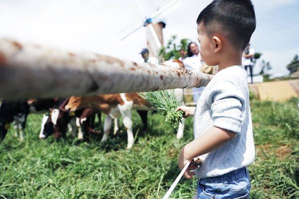 Trẻ em cho bò ăn tại trang trại bò sữa Đà Lạt