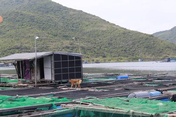 Ghé trại nuôi tôm hùm, bạn được chứng kiến cảnh người dân nuôi và chăm sóc từng con tôm từ nhỏ xíu đến to cả vài kg. Biết thêm về cuộc sống của ngư dân nơi đây cũng là một điểm thú vị của chuyến đi - không chỉ vui chơi mà còn được hiểu biết thêm những điều mới mẻ.