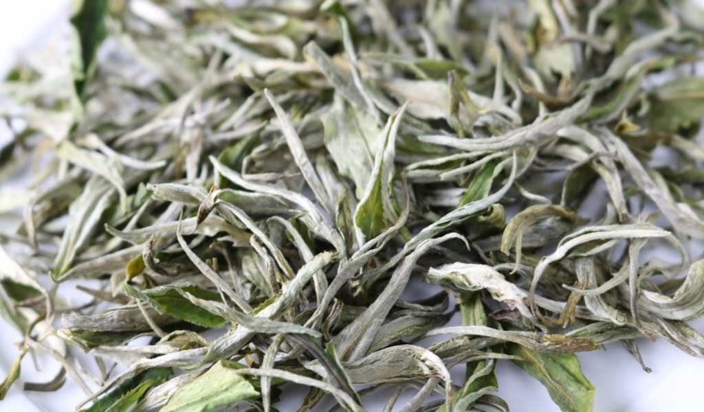 Lá trà Shan Tuyết đã sấy khô