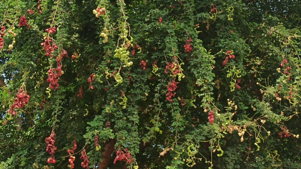trá-cây-dân-dã-ivivu567