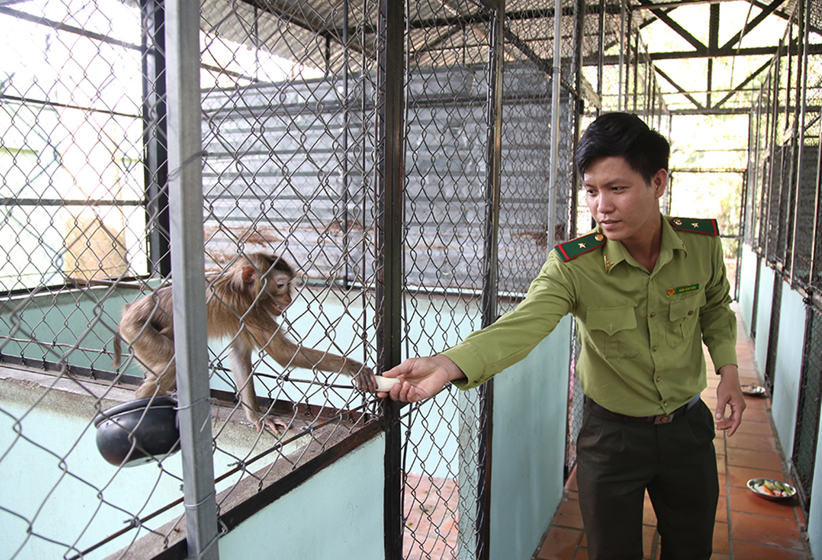 Một chú khỉ được chăm sóc tại trạm cứu hộ gần địa đạo Củ Chi