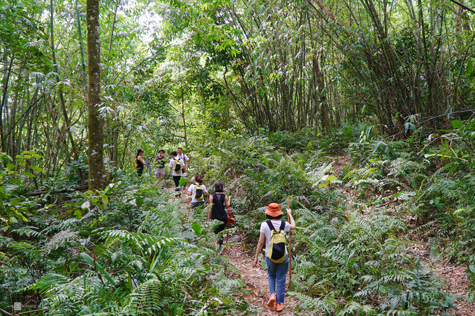 Trekking Ba Vì qua rừng nguyên sinh và rừng trúc