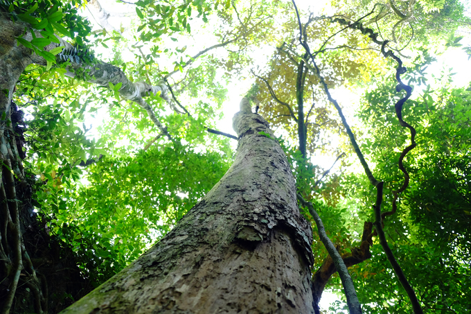 Lối đi trek này đi qua khu vực nhà tù, khu nhà cho cai ngục xây dựng từ thời Pháp. Con đường này nhỏ nhiều cây lớn tỏa bóng mát với những dây leo vắt vẻo kỳ thú.