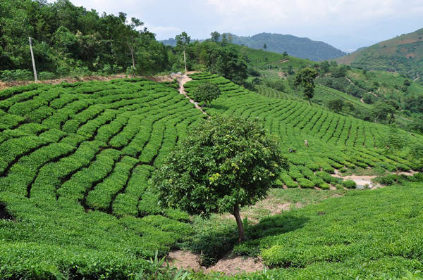 Kinh nghiệm du lịch Suối Giàng với đồi chè xanh mướt