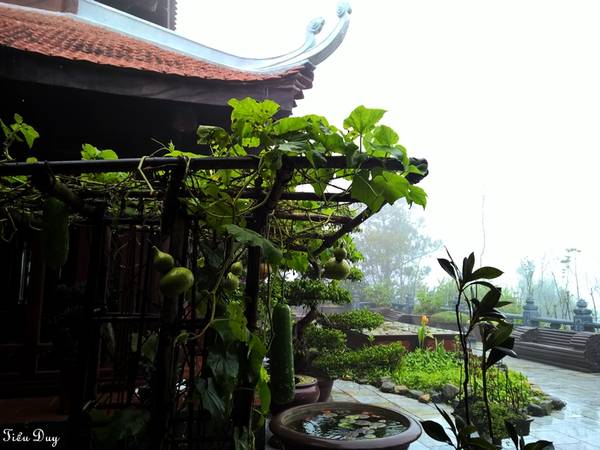 Khu vườn xanh mướt của Trú Vũ Trà Quán bao quanh bởi mây mù