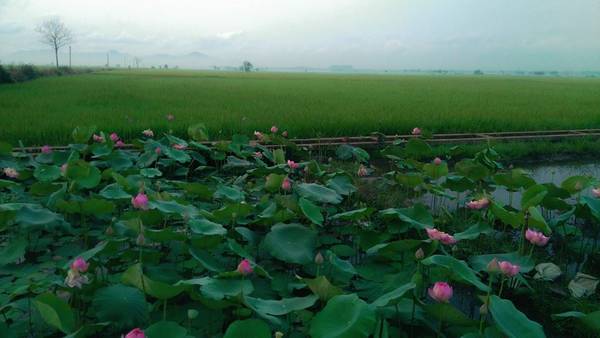 tu-phuong-that-dao-ivivu-15