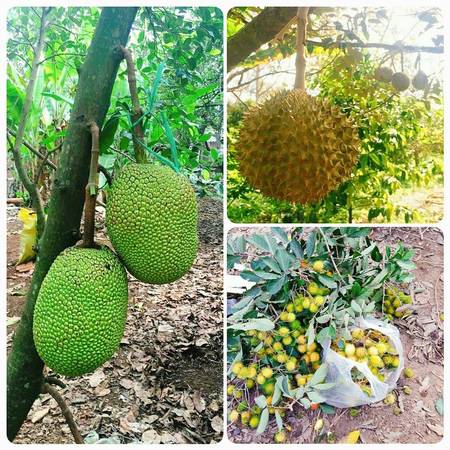 Khu du lịch khá rộng lớn với sông rạch, vườn cây ăn trái khoảng 3ha “mùa nào thức nấy” khá hấp dẫn. Ảnh:@tuanlei