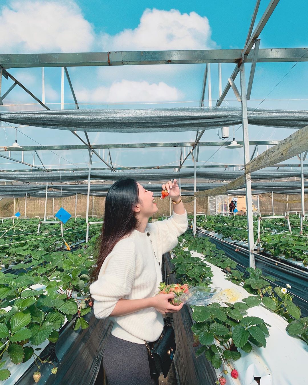 Vườn dâu Tả Phìn Sapa giá vé tham quan Sapa