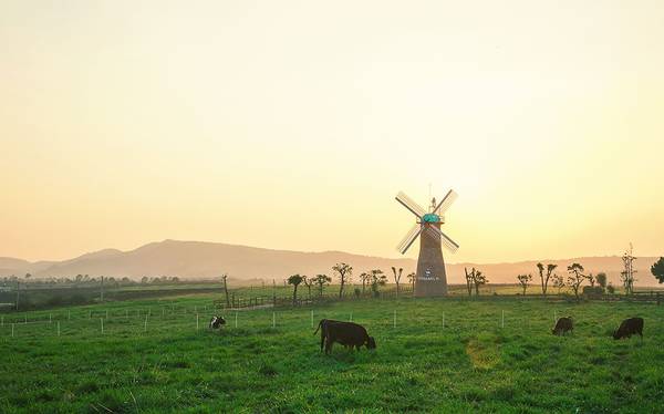 Vinamilk Organic Milk Farm điểm đến Đà Lạt