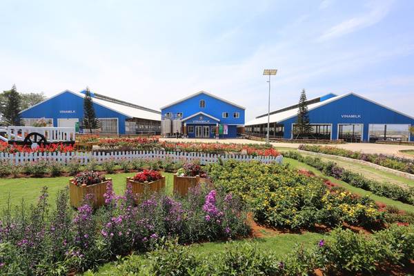 Đồng cỏ tại Vinamilk Organic Milk Farm Đà Lạt