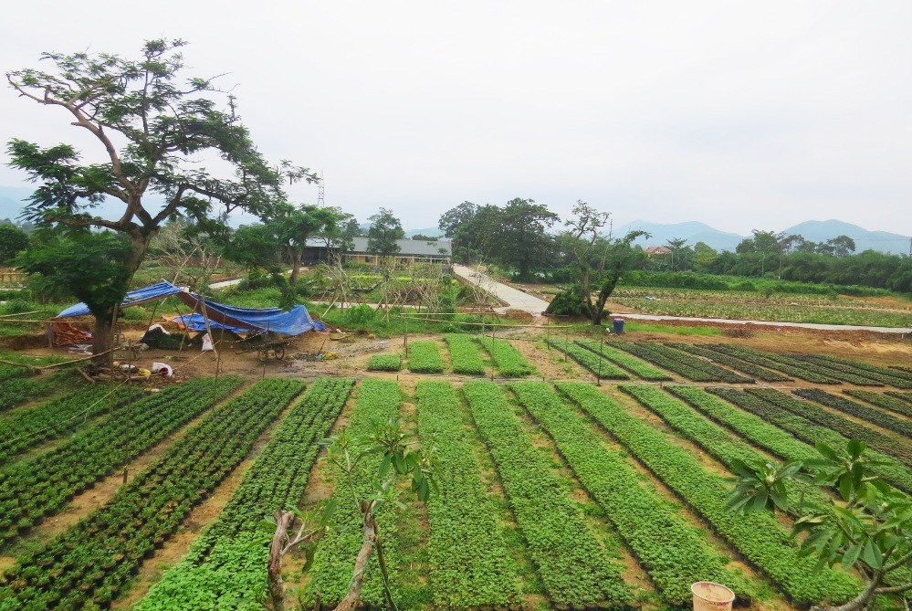 Khuôn viên Đốc học đường xưa tại Văn miếu Quốc Tử Giám Huế