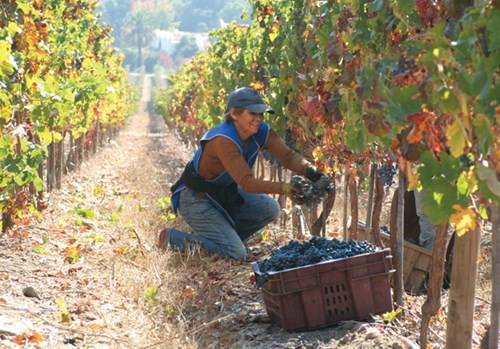 Vang Chile tại thung lũng Curico