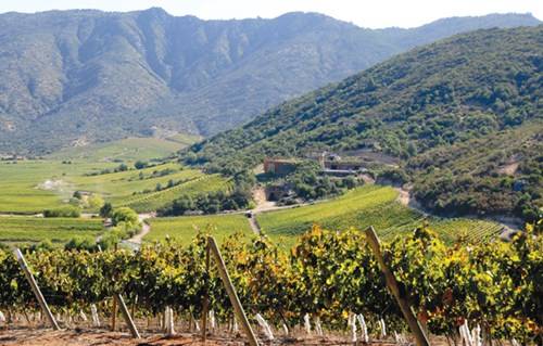 Vang Chile tại thung lũng Maule