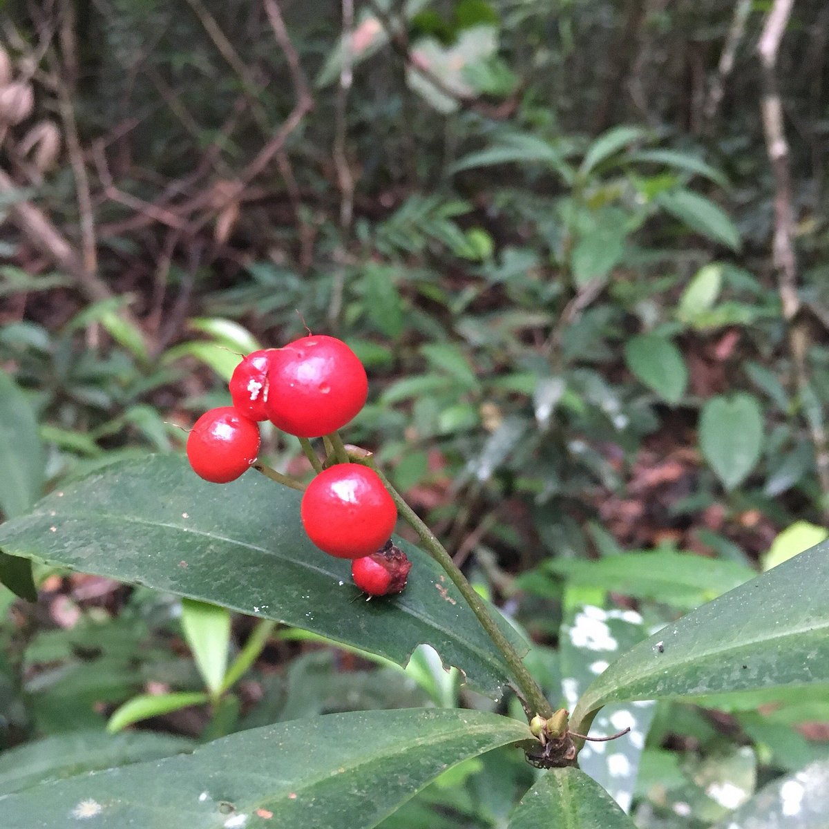 Vườn -quốc- gia- Phú -Quốc-ivivu-11