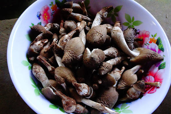 Nấm mối mới hái trong vườn Bến Tre