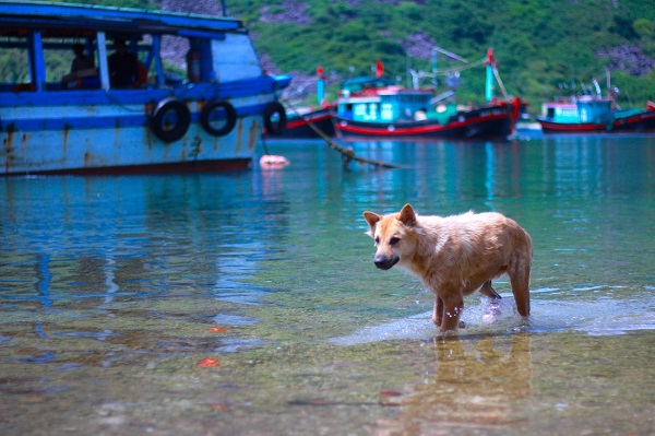 Khung cảnh yên ả tại làng chài Bích Đầm Nha Trang xa xôi