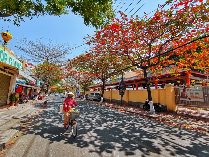 Hàng cây bàng lá đỏ ở phố cổ Hội An
