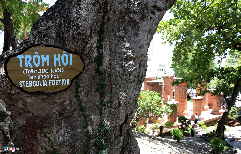 Những cây cổ thụ che bóng mát tại Tháp Bà Ponagar