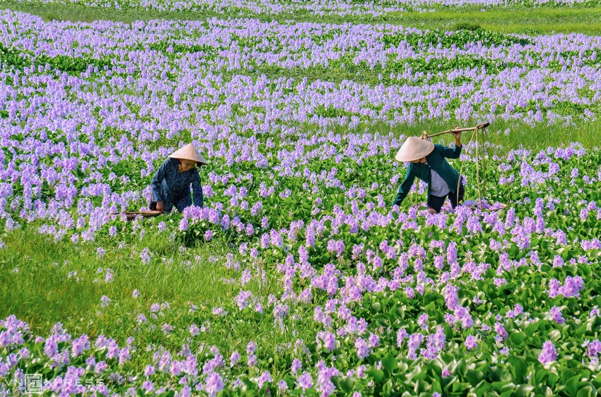 Những người phụ nữ hái hoa lục bình tại làng quê Quảng Nam