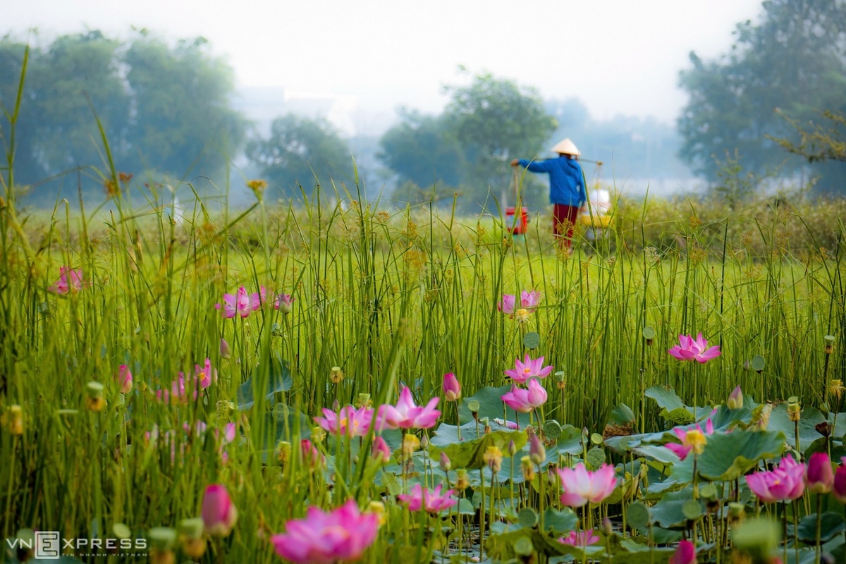 Đồng sen Lai Nghi mùa hoa nở rộ tại làng quê Quảng Nam