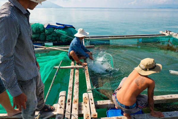 Mua hải sản tươi sống tại bè khi du lịch đảo Hòn Lớn