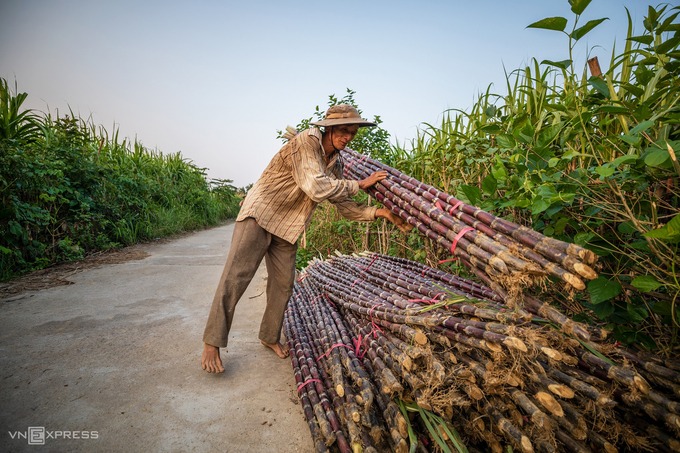 Vận chuyển mía Cẩm Tân đi tiêu thụ khắp các vùng