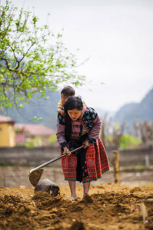 Phụ nữ H'Mông địu con lên nương, ở Mộc Châu.