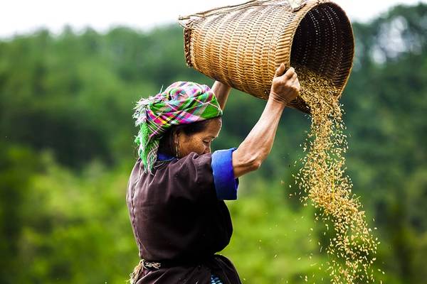 Mùa thu hoạch, Mù Cang Chải, Yên Bái.