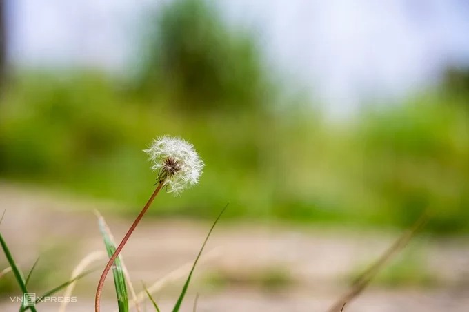 Đa dạng động thực vật trên đỉnh Bạch Mã