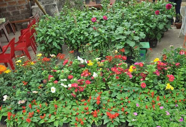 Hoa Tết khoe sắc tại làng cổ Đường Lâm ngày cuối năm