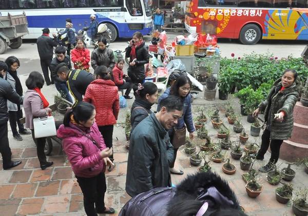 Khách du lịch chọn mua hoa Tết tại làng cổ Đường Lâm