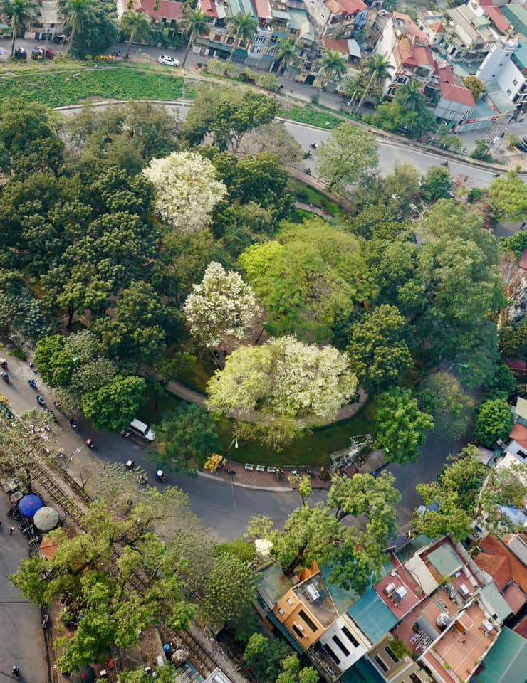 Hoa sưa Hà Nội. Ảnh: Fb Đỗ Bích Thúy.