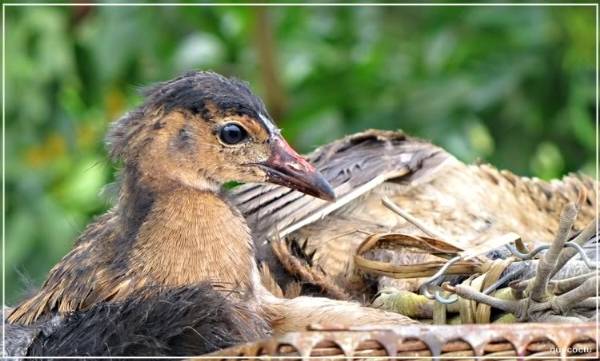 Du lịch miền Tây - Chim cúm núm đặc sản thịt cúm núm