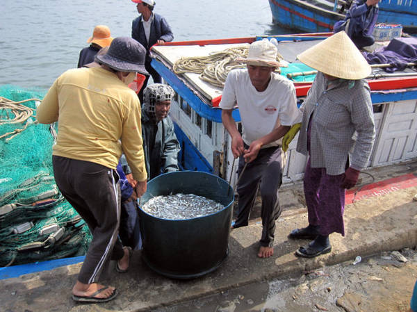 Vận chuyển cá cơm vào bờ - Ảnh: Minh Kỳ