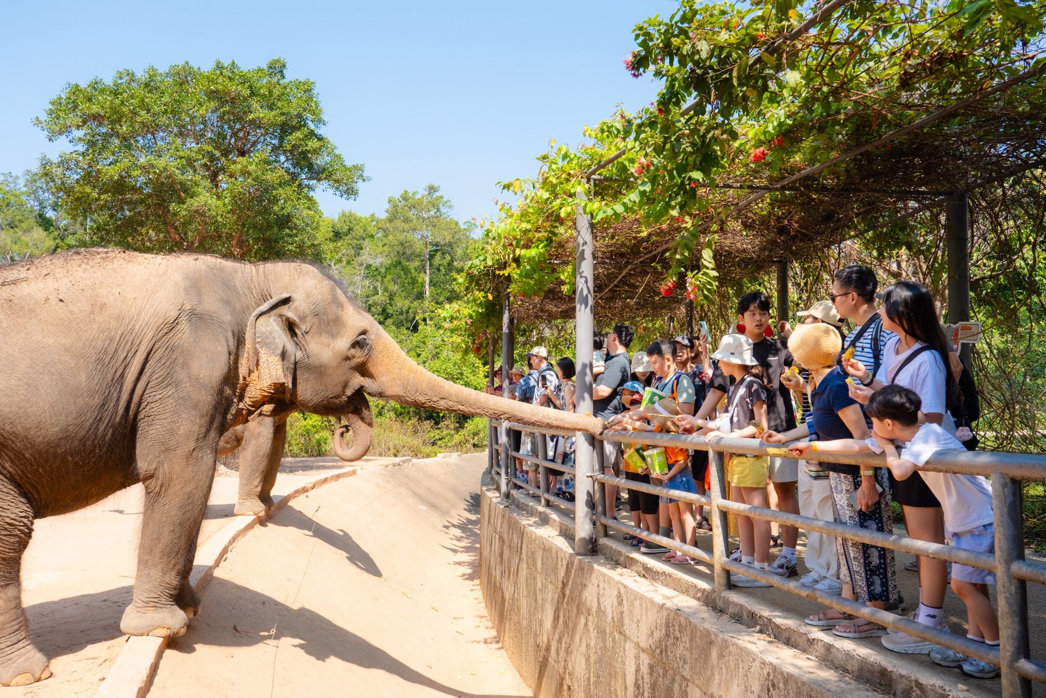 Vé VinWonders & Vinpearl Safari Phú Quốc đưa bạn đến gần hơn với thiên nhiên hoang dã