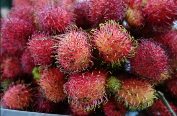 Trái cây tươi ngon khi du lịch Việt Nam