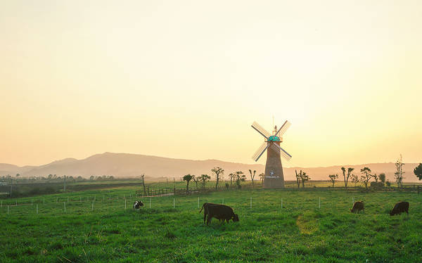 Vinamilk Organic Milk Farm Đà Lạt