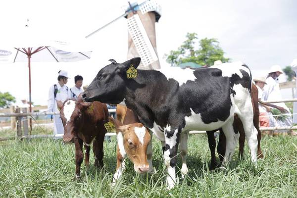 Vinamilk Organic Milk Farm Đà Lạt