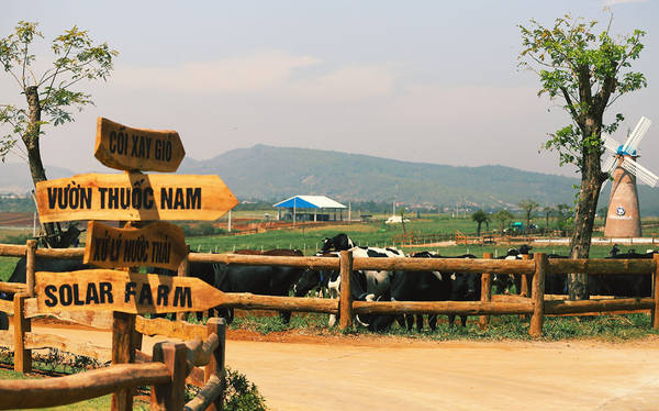 Vinamilk Organic Milk Farm Đà Lạt