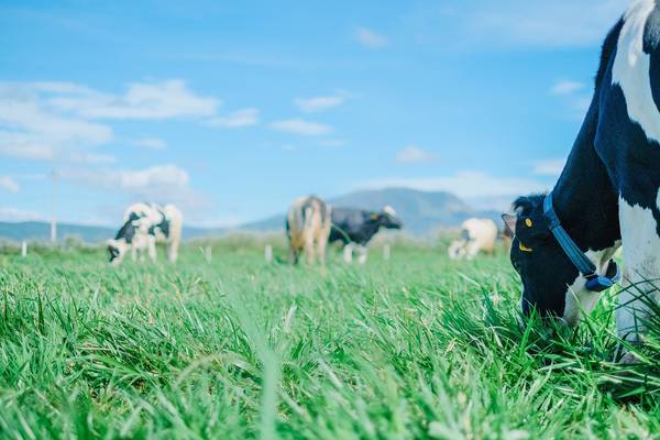 Vinamilk Organic Milk Farm Đà Lạt