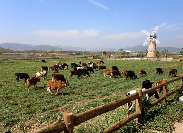 Vinamilk Organic Milk Farm Đà Lạt