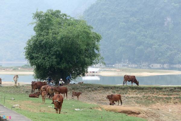 Cảnh chăn bò bình dị bên triền núi hồ Tuy Lai