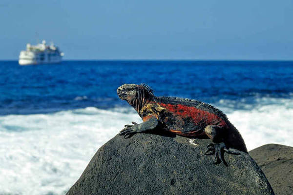 Galapagos Ecuador thuyền lặn biển động vật hoang dã