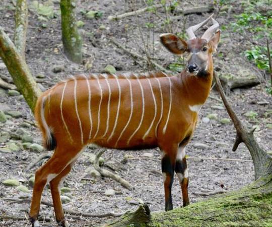 Du khách tiếp xúc động vật tại Vinpearl Safari Phú Quốc