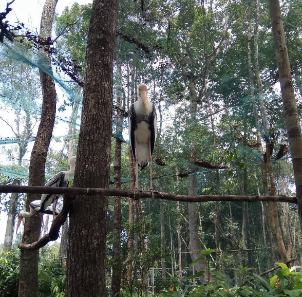 Không gian sinh thái tại Vinpearl Safari Phú Quốc