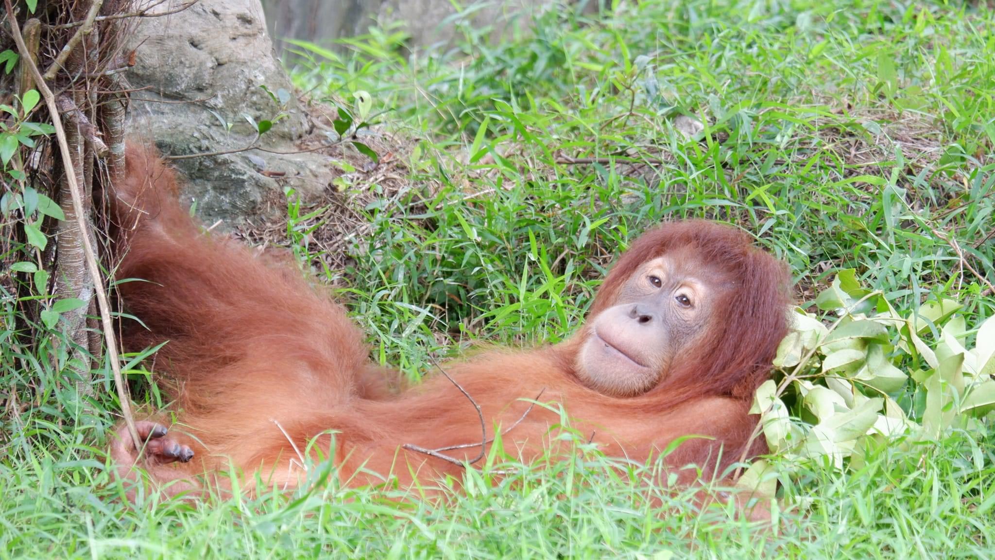 Vinpearl Safari Phú Quốc - Đười ươi Sumatra