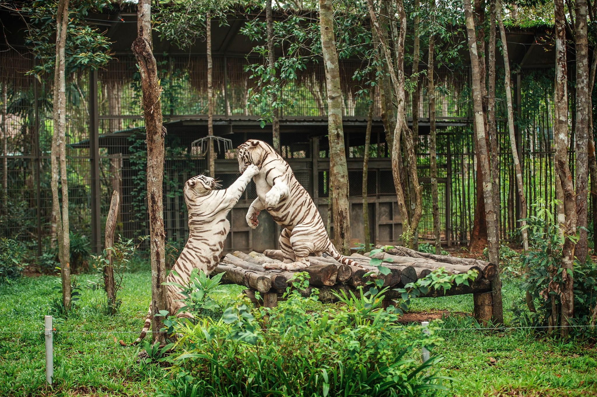 Vinpearl Safari Phú Quốc - Hổ Bengal
