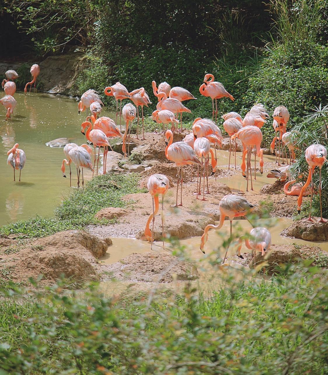 Vinpearl Safari Phú Quốc