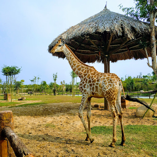 VinWonders Nam Hội An - Động vật River Safari