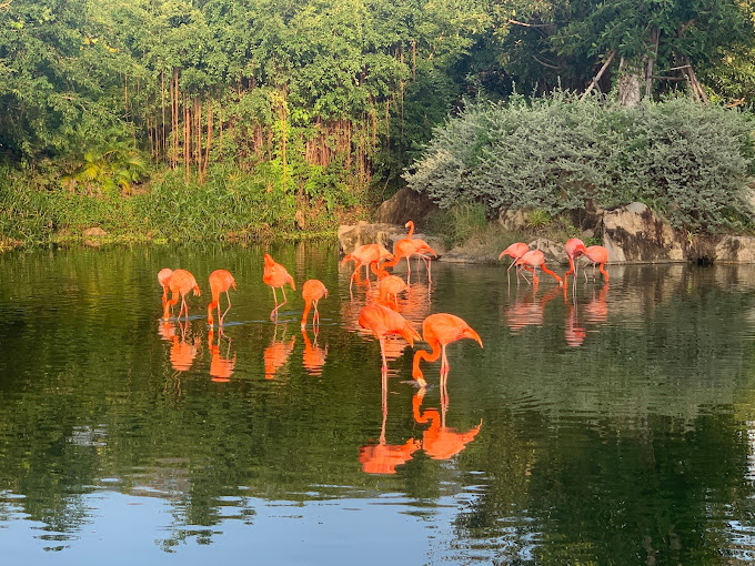 Hổ Bengal tại VinWonders Nha Trang Hổ Bengal tại VinWonders Nha Trang